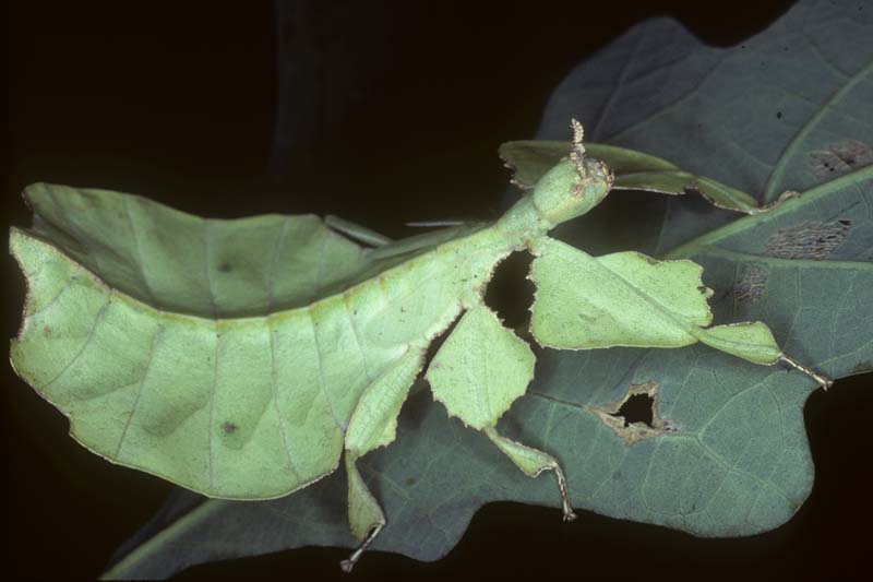 Walkingstick, Camouflage, Defense, Mimicry