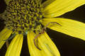 crab spider Florida