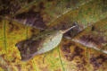 yellow-brown mantis Amazon Peru