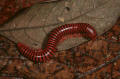 millipede Venezuela