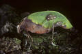 rotting leaf katydid Peru