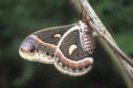 cecreopia silk moth underside