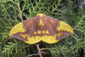 imperial moth