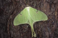 luna moth