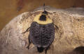 American carrion beetle