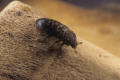 dermestid skin beetle
