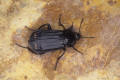 Surinam carrion beetle