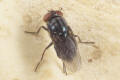 secondary screwworm fly