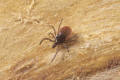 black legged deer tick female