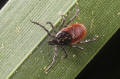 black legged deerr tick female