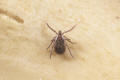 black legged deer tick male