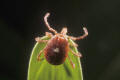 female lone star tick