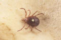 lone star tick 3