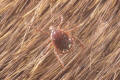 male lone star tick