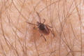 Western black legged deer tick