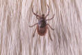 Western black legged deer tick 2