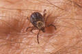 American dog tick female