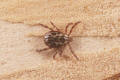 American dog tick male