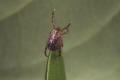 Pacific coast tick female