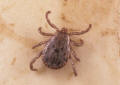 Pacific coast tick male