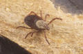 Rocky Mountain wood tick female