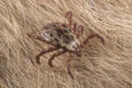 Rocky Mountain wood tick male