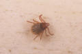 Rocky Mountain wood tick nymph