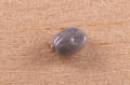 Wood tick nymph engorged