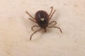 lone star tick female