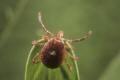 lone star tick female