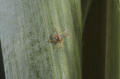 lone star tick larva