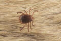 lone star tick male