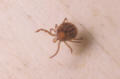 lone star tick nymph