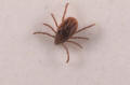 brown dog tick