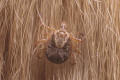 cayenne tick female