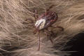 Gulf coast tick female