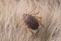 southern cattle tick male