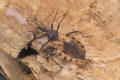 kissing bug triatoma 1