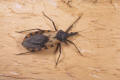 kissing bug 