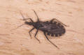 kissing bug infestans