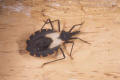 kissing bug pallidpennis