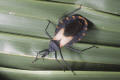 kissing bug pallidpennis