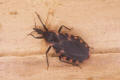 kissing bug sanguisuga