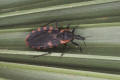 kissing bug sanguisuga