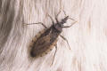 kissing bug sordida