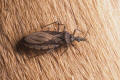 kissing bug sordida