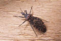 kissing bug panstrong