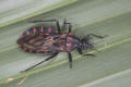 kissing bug panstrong