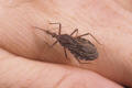 kissing bug rhodnius