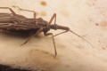 kissing bug rhodnius